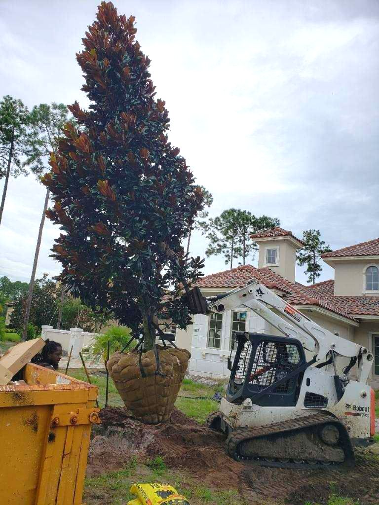 People Planting a Tree Together — Jacksonville, FL — Southern Tree Farm