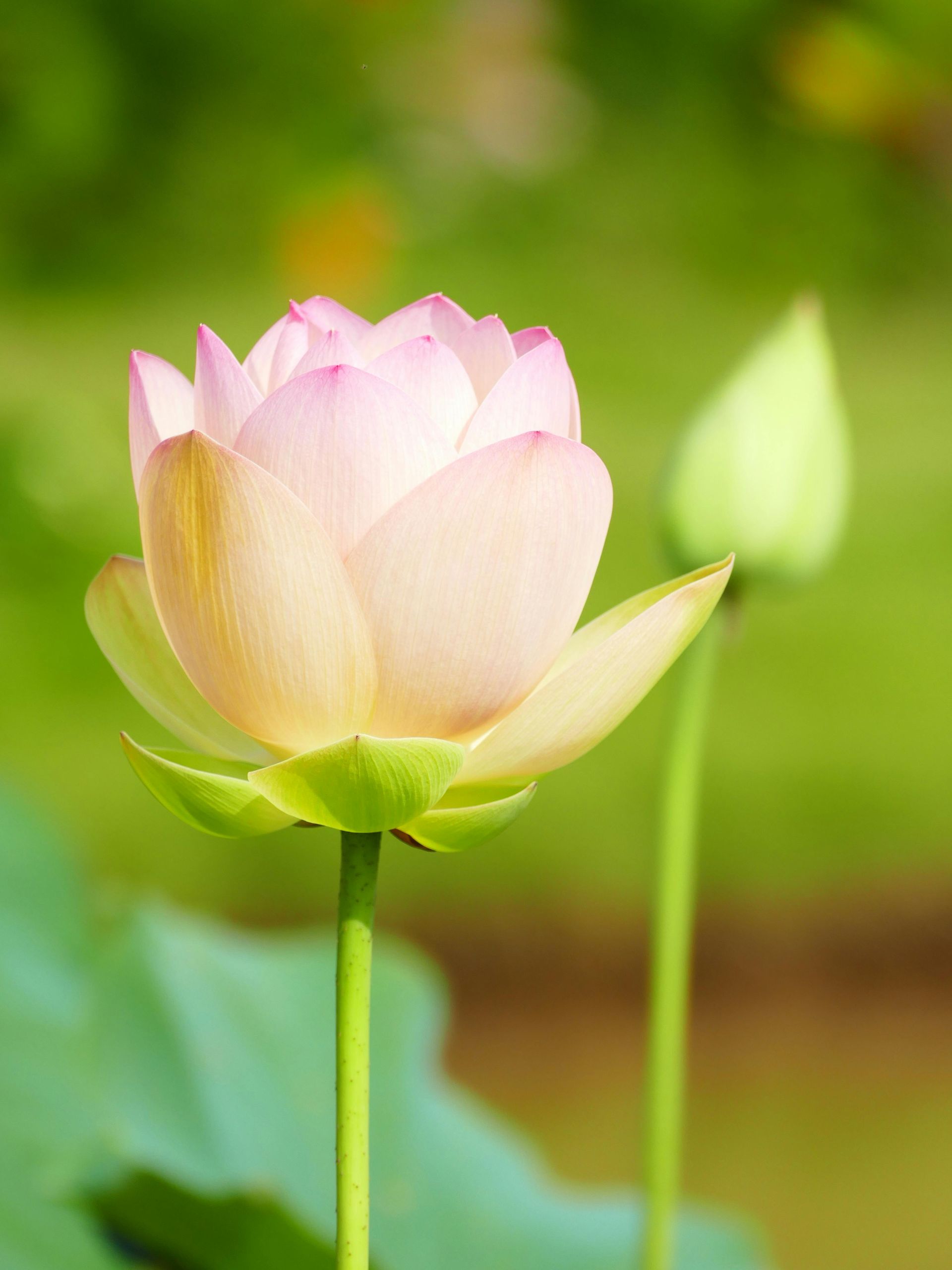 Pink and white lotus flower blooming on a green stem against a soft green background