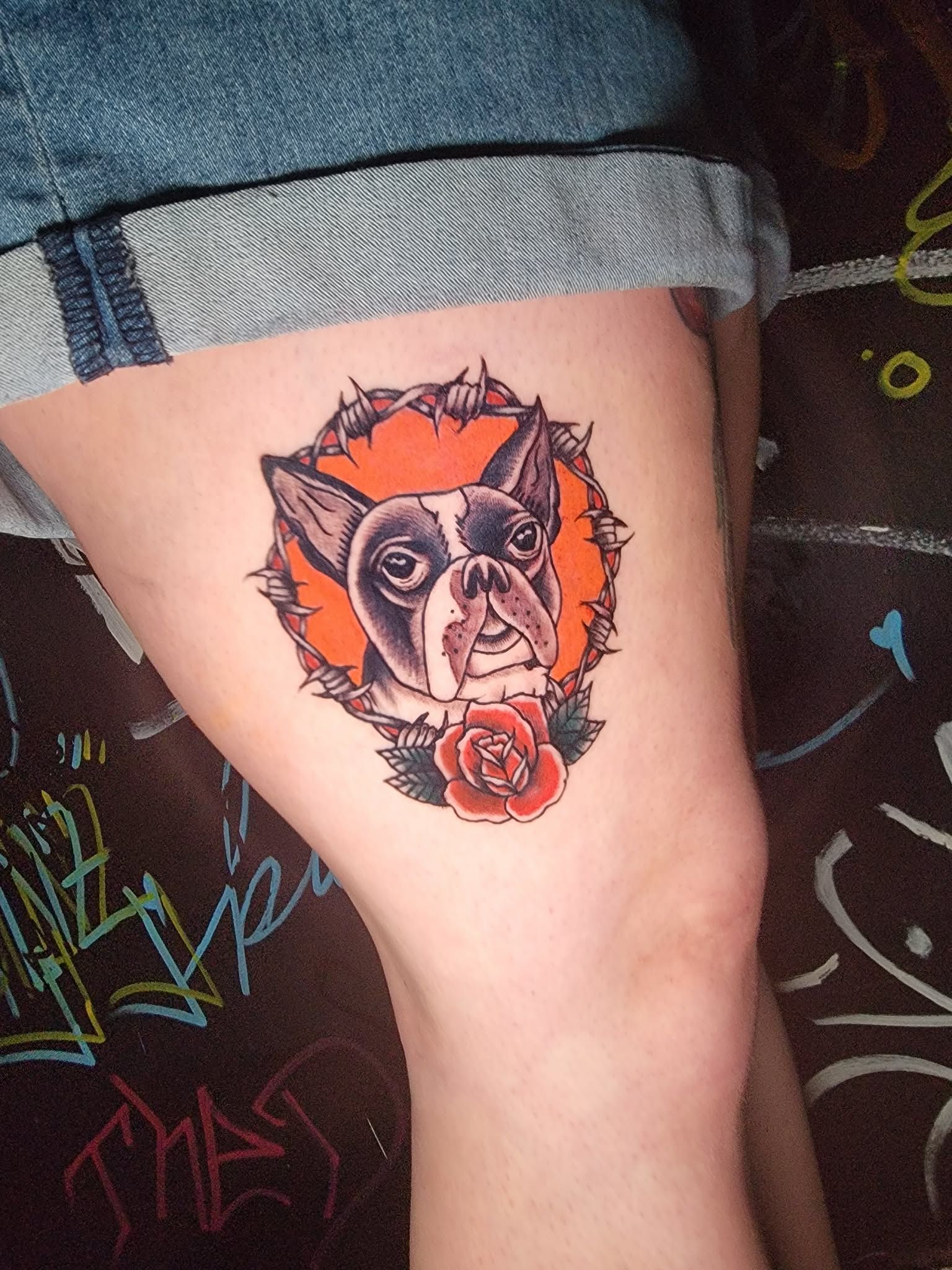 Tattoo of a Boston Terrier dog with an orange and barbed wire frame, a red rose, on a thigh, denim shorts.