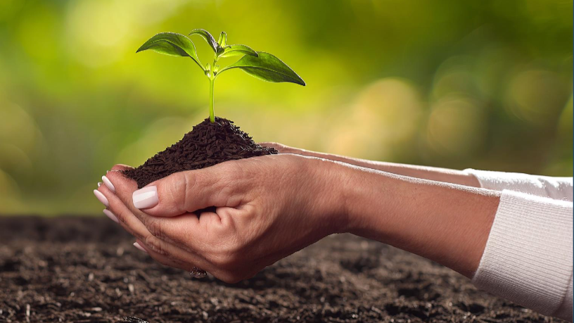 Hands holding soil with a small green seedling growing from it
