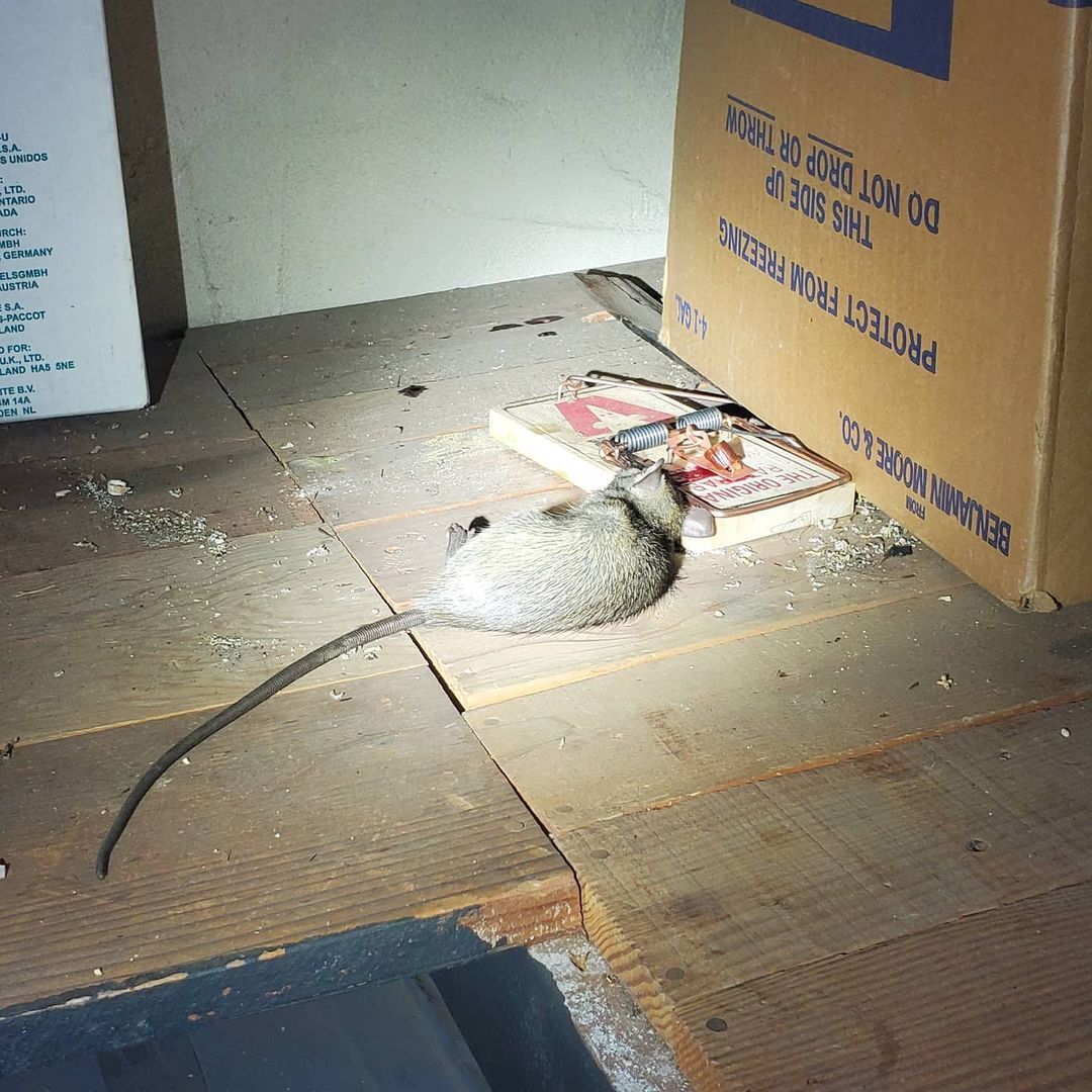 Shield Pest Management, Pest control service, Pest Control Near Me, Pest Control Company, Pest Control Company Near Me, Local Pest Control, Best Pest Control Service, Pet Safe Pest Services, Kid Safe Pest Services, Emergency Pest Control, Emergency Pest Control Near Me, Integrated Pest Management, Home Pest Control Service, General Pest Inspection, Residential Pest Control, Commercial Pest Control, Hotel Pest Control, Restaurant Pest Control, Office Pest Control, Ant Extermination, Ant Pest Control, Bed Bug Extermination, Bed Bug Pest Control, Bee Extermination, Bee Pest Control, Carpet Beetle Extermination, Carpet Beetle Pest Control, Cockroach Extermination, Cockroach Pest Control, Cricket Extermination, Cricket Pest Control, Flea & Mite Extermination, Flea & Mite Pest Control, Hornet & Wasp Extermination, Hornet & wasp Pest Control, Mosquito Extermination, Mosquito Pest Control, Rodent Extermination, Rodent Pest Control, Rat Extermination, Rat pest Control, Silverfish Extermination, Silverfish Pest Control, Spider Extermination, Spider Pest Control