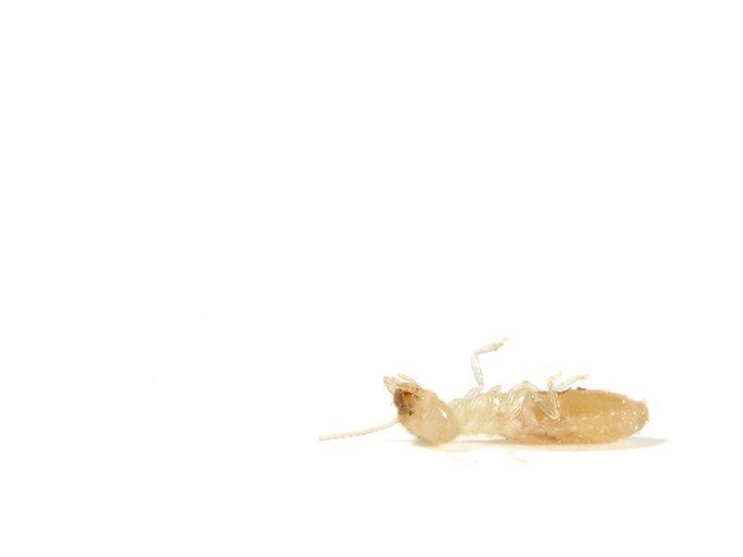 A termite is laying on its back on a white surface.
