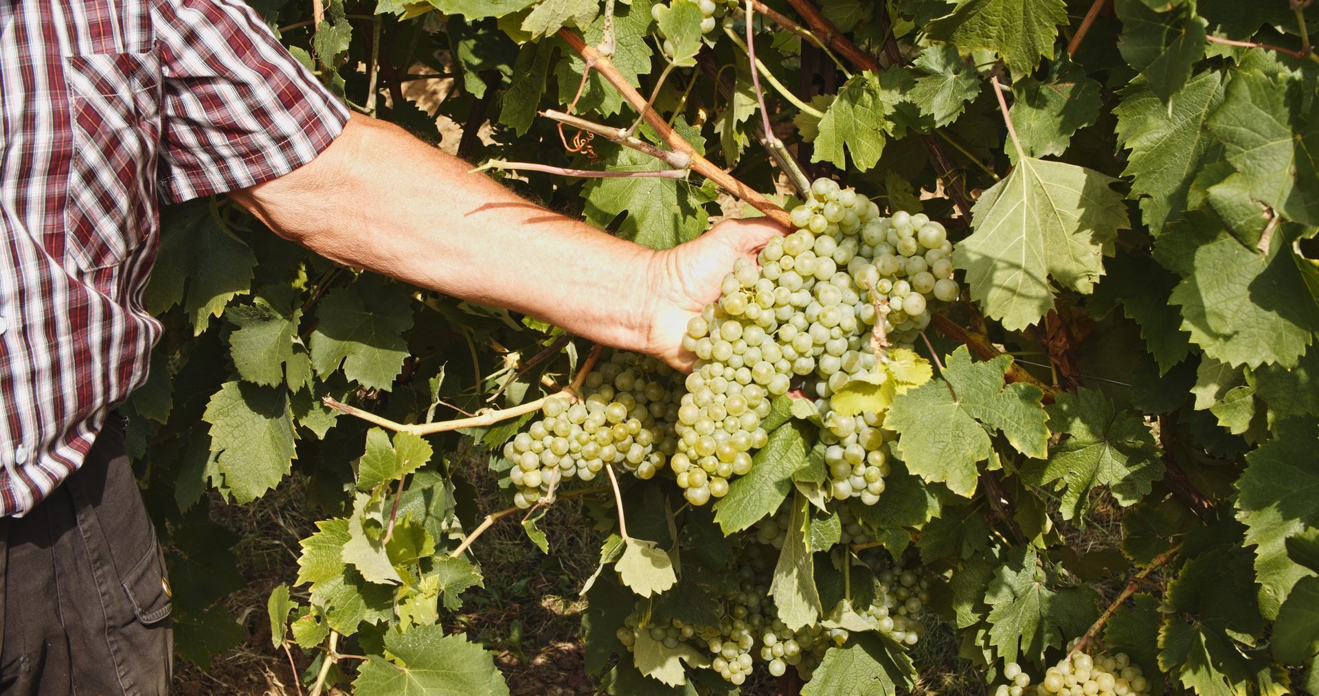 Immagine Grappolo Uva