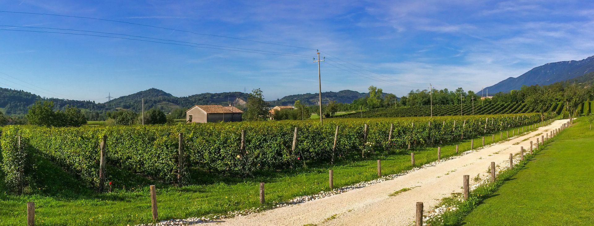 Immagine Vigneto