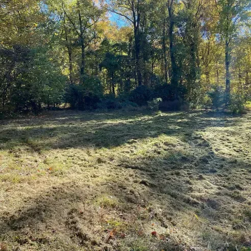 a field with a lot of grass and trees in the background .