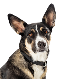 a black and white dog with a black collar is looking at the camera