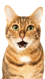 a close up of a cat with its mouth open