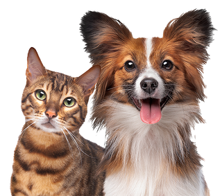 a dog and a cat are sitting next to each other