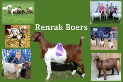 a collage of pictures of renrak boers goats