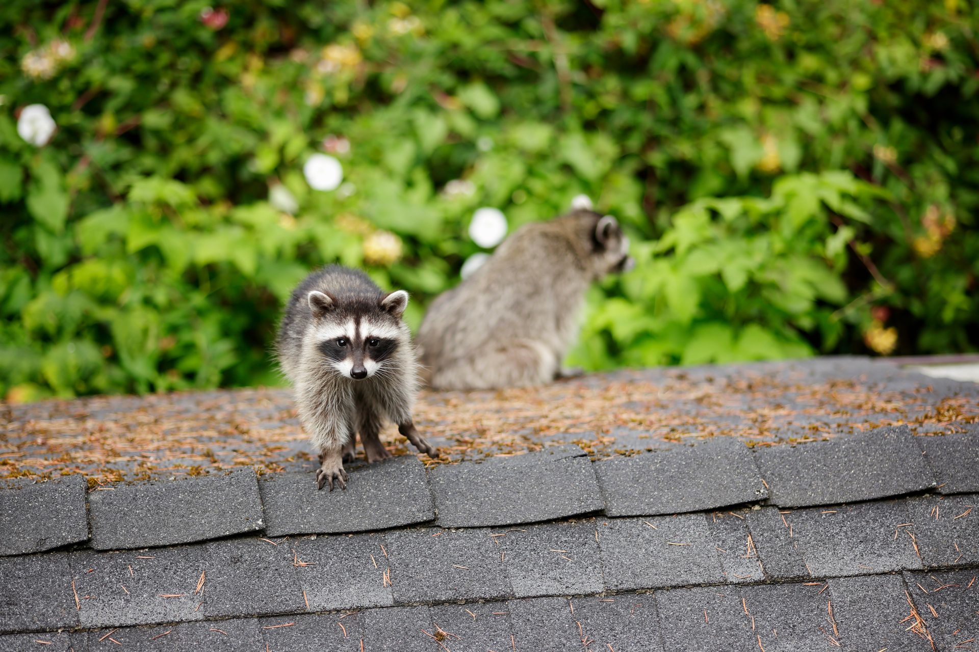 Two raccoons on a shingled roof with green foliage in the background