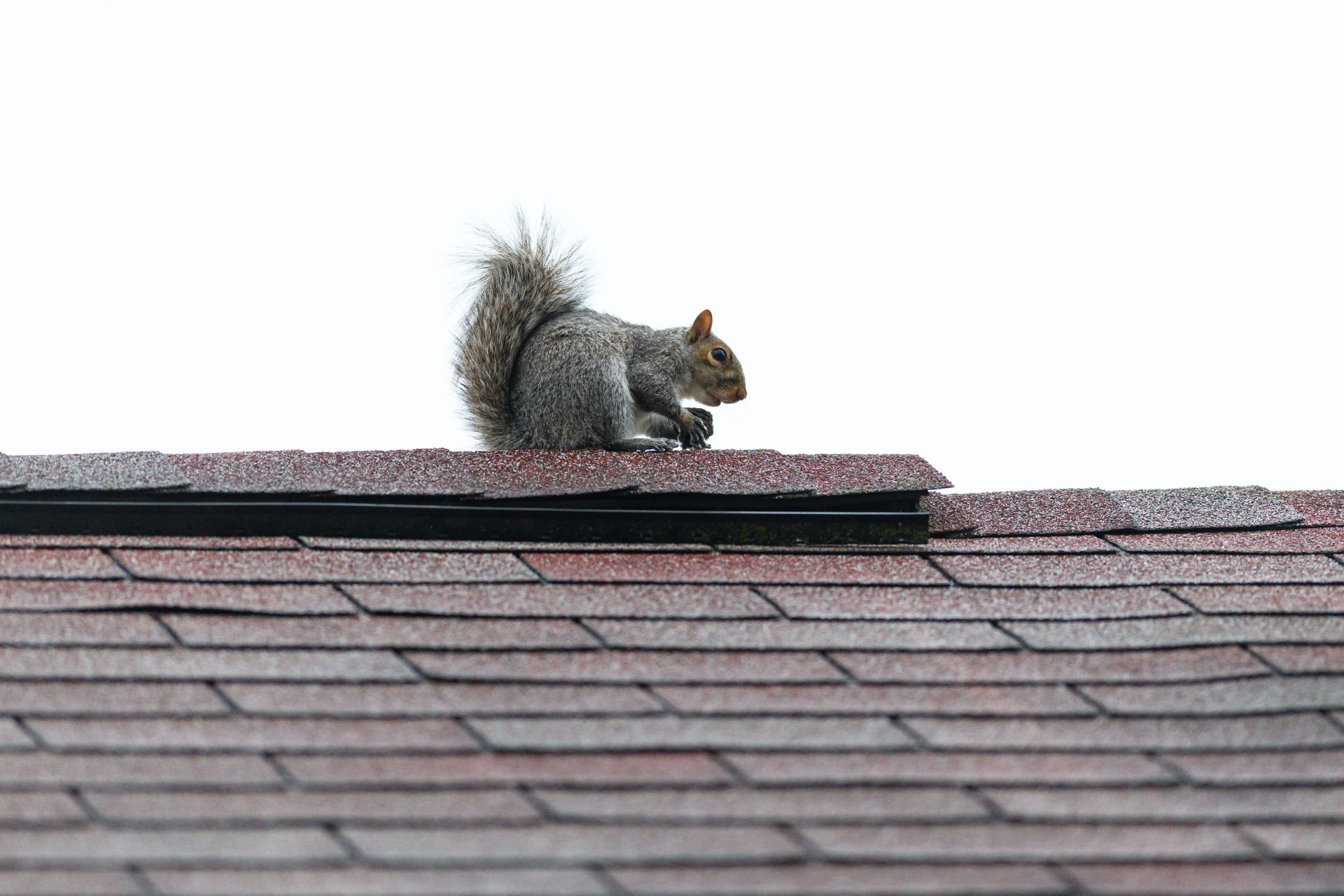 Gray squirrel on a shingled roof in Central PA.