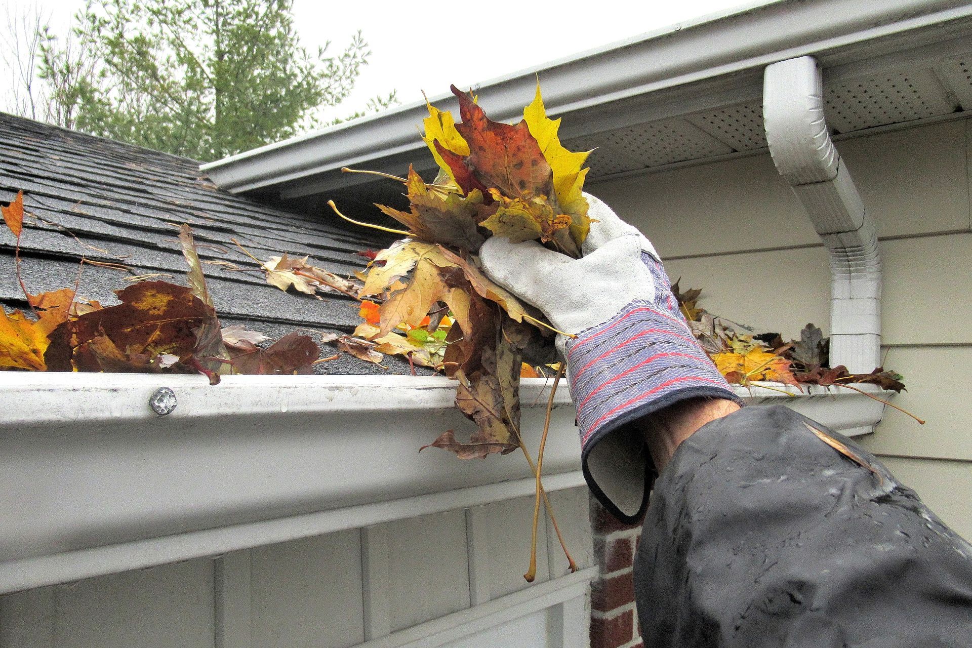 Gloved hand removing wet leaves from a house gutter beside a roof and downspout