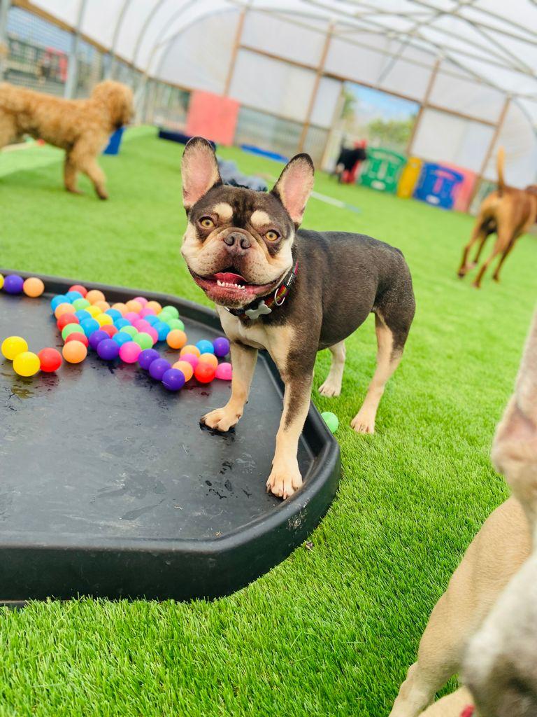 Doggy Day Care Puppy Day CareBarehams Daycare Orsett