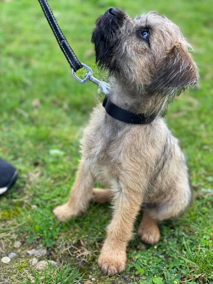 Dog Training Barehams Boarding & Doggy Day Care Orsett