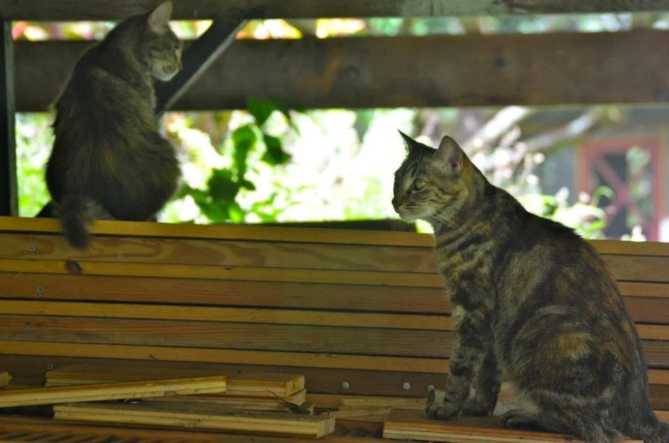 About Hawaiian Retreat & Josanna's Organic Garden