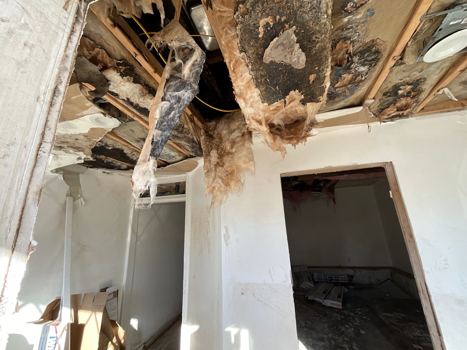 Understanding Termite Damage