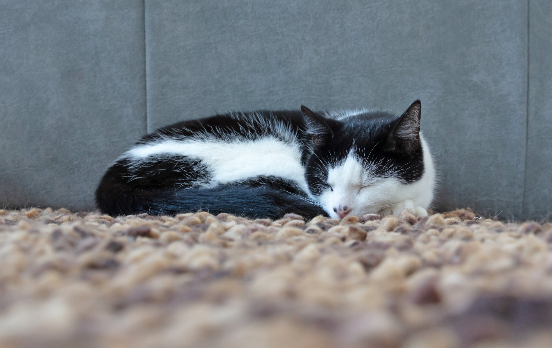 carpet cleaning tips pets edmonton