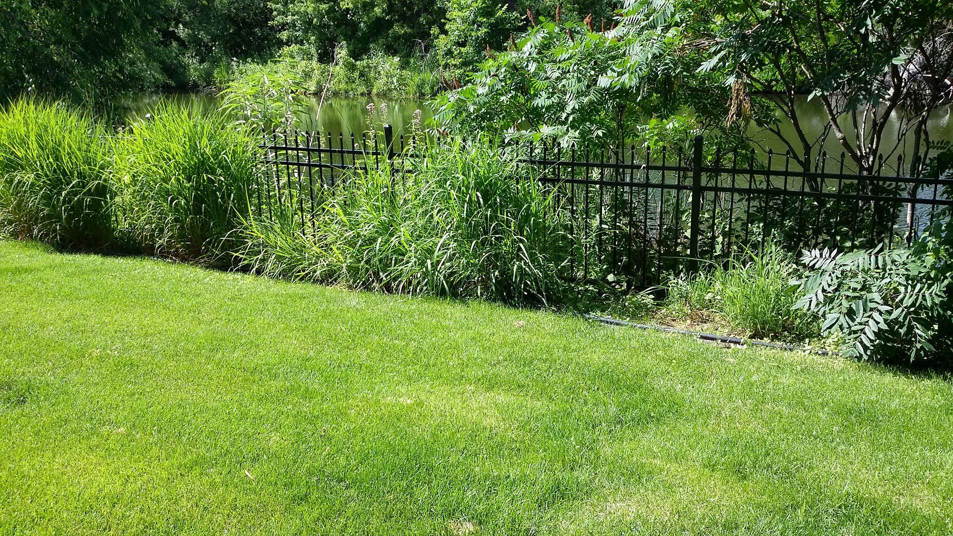 Green lawn with dense shrubs and a black metal fence in the background