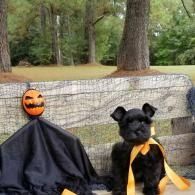 Halloween display with a jack-o'-lantern-headed figure and a black dog in costume on a bench outdoors