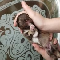 Small brown puppy being cradled in two hands against a patterned background