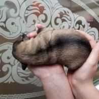 Sleeping brown puppy curled in two hands against a patterned background