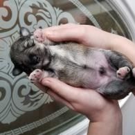 Newborn puppy lying on its back, held in two hands against a patterned background
