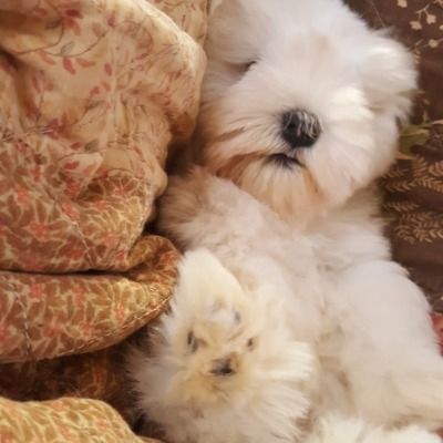 Fluffy white puppy nestled beside a floral cushion, with one paw raised
