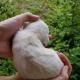 Hands gently holding a tiny white puppy outdoors against a green leafy background