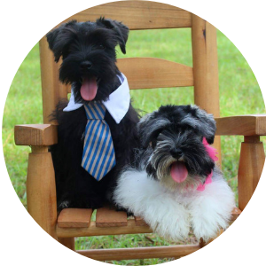 Two small dogs on a wooden chair, one wearing a blue striped tie and white collar, outdoors