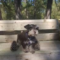 Small black-and-white puppy sitting on a wooden bench beside two pinecones in a wooded park setting