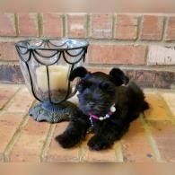 Small black dog sitting on a brick patio beside a decorative lantern against a brick wall.