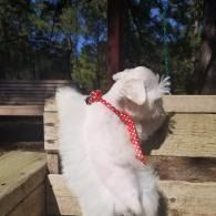 White dog wearing a red polka-dot bandana sitting on a wooden bench outdoors