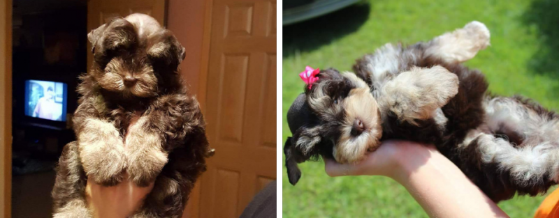 Two small fluffy puppies, in a side-by-side photo, one standing indoors and one lying on its back in a hand outdoors.