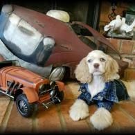 Small white dog in a blue plaid shirt beside a toy orange Jeep on a tiled floor with a vintage  backdrop