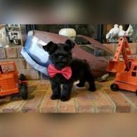 Black dog with a pink bow sitting indoors among toy trucks and a traffic cone
