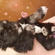 Two small black fluffy puppies lying together, one with paws up and a raised tail, on a pink blanket.