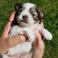 Tiny white and brown puppy being held in two hands outdoors on grass, eyes closed
