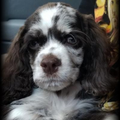 Black-and-white puppy with floppy ears looking at the camera in a car seat