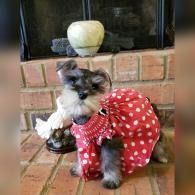 Small dog in a red polka-dot dress sitting on brick steps beside a white decorative pot.