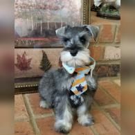 Small gray dog in a white sweater and plaid tie sitting on a brick floor beside a framed leaf print.