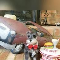 Small black-and-white dog with a red bow tie sitting beside a toy burger on a porch