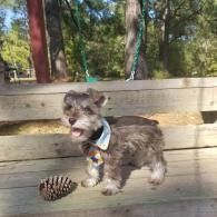 Small gray dog standing on a bench next to a pine cone outdoors.