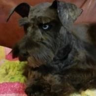 Small scruffy dog with one ear up, lying on a pink blanket and looking sideways.