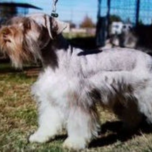 Small white and gray terrier standing on grass outdoors, facing left.