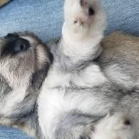A fluffy puppy cuddled on a blue blanket, one with a paw raised