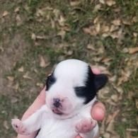 Tiny black-and-white puppy being held in a hand outdoors on grass and leaves