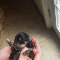 Tiny black-and-tan puppy being held in hands indoors near a windowed doorway