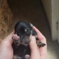 Tiny black-and-tan puppy being held in two hands, with one paw raised near its face.