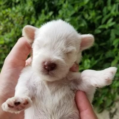 Tiny white puppy being held in two hands, eyes closed, against a green leafy background