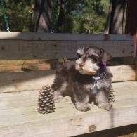Small black-and-white dog sitting on a wooden bench beside pinecones in a park.